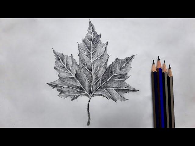 How to draw a leaf and add texture to it using pencils