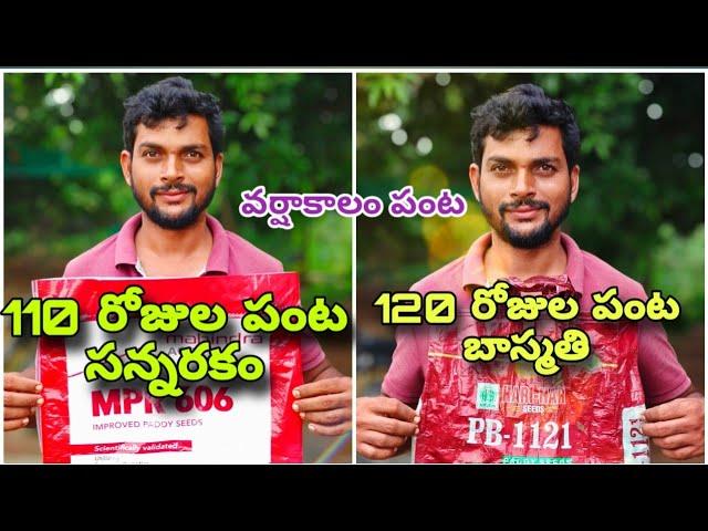 బాస్మతి మొదటిసారి పండిస్తున్నాము #pleasesavefarmers