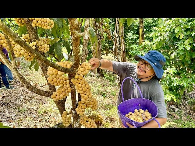 Super Hitik sa Bunga, Pinaka Masarap at Mahal! LANZONES LONG KONG Variety, Must Have sa Inyong FARM