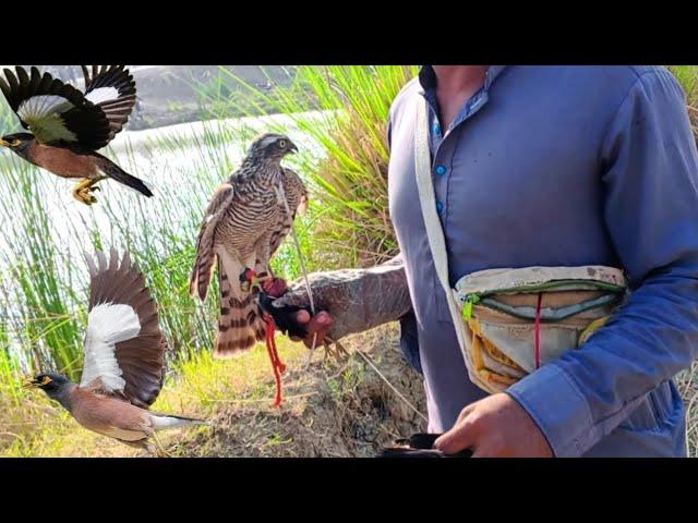 Unbelievable Sparrowhawk Attacks on Myna Birds || Falconry Attack