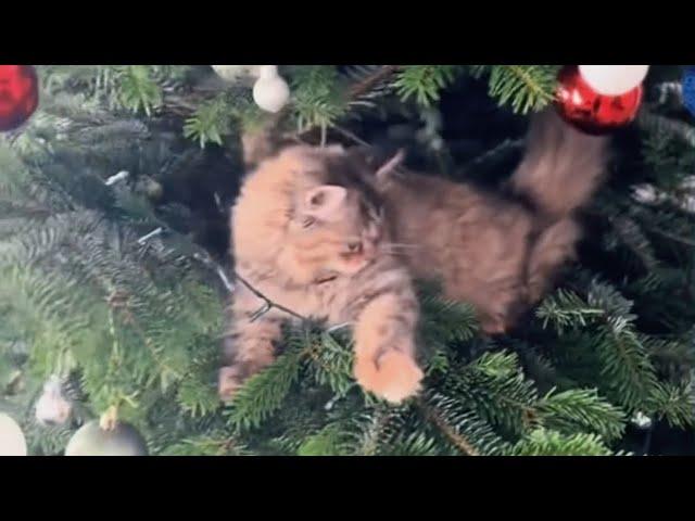 Жизнь Микаэлы в новой семье  #хиврята5#cat#новаяжизнь#