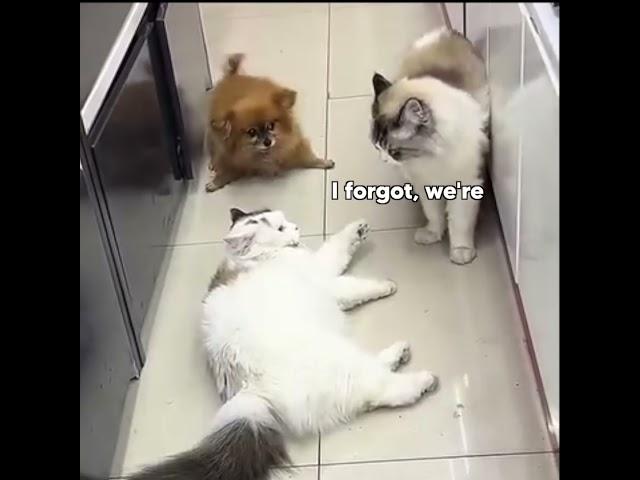 Pomeranian Breaks up Fight