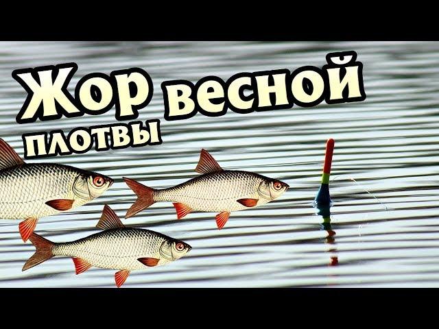 Когда начинается весенний жор плотвы? Когда массово начнет клевать плотва весной?