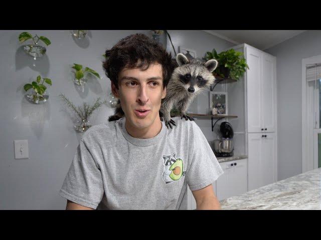 One Month with a Pet Raccoon Update!