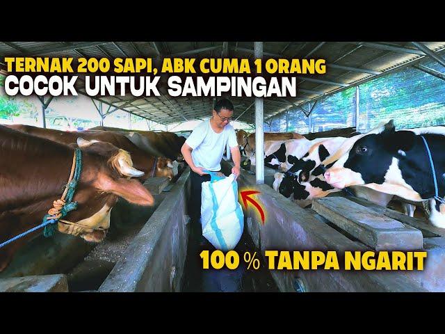 Tips Sukses  Ternak Sapi Tanpa Ngarit Untuk Pemula, GUMILANG FARM