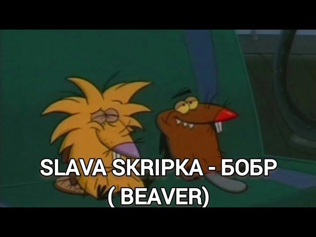 SLAVA SKRIPKA - БОБР ( BEAVER) / LYRICS / ТЕКСТ ПЕСНИ