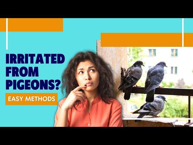 How to Get Rid of Pigeons from a Balcony?(Without Killing Them)