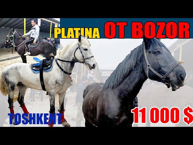 Ot bozor PLATINA narxlari TOSHKENT | Bo'stonliq chorva bozori