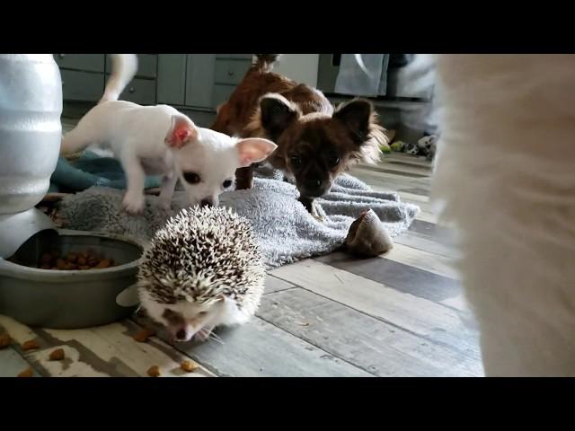 What is that !?! Chihuahua meets Hedgehog!