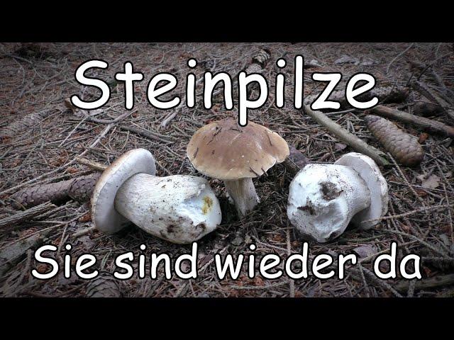 Steinpilze Sie sind wieder da Pilze Ende August