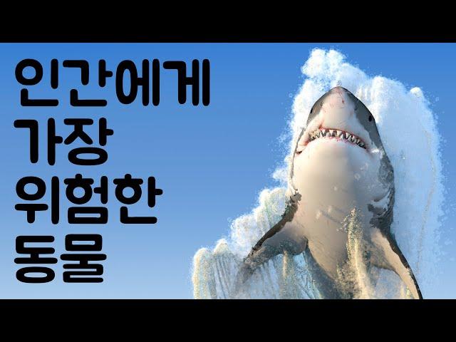 인간에게 가장 위험한 동물 10 | 동물의 세계 - Animal World Korean