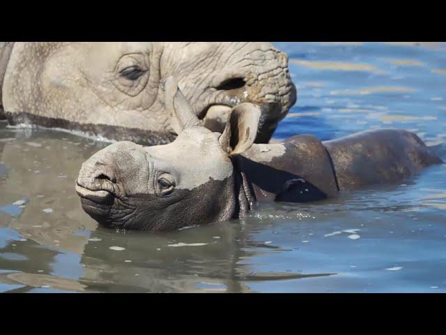 World Wildlife Conservation Day | San Diego Zoo Wildlife Alliance