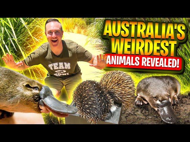 Australia's Weirdest Animals Revealed!!!