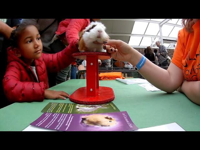 Animal Expo 2016 - Rodents