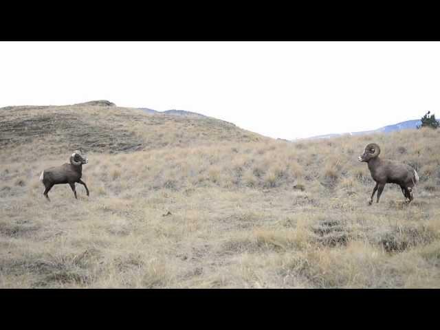 Bighorn Rams Head Butting