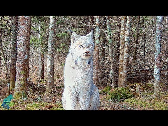 Stunning footage of a lynx in northern Minnesota