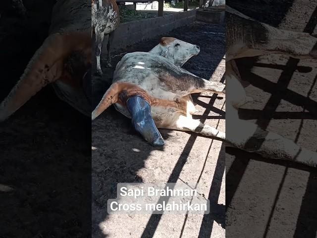 Sapi Brahman Cross melahirkan anak pertama #shorts #peternak #sapi #cow