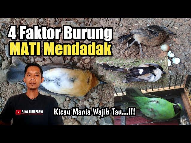 4 Faktor Burung M4ti Mendadak yang jarang orang tau‼️