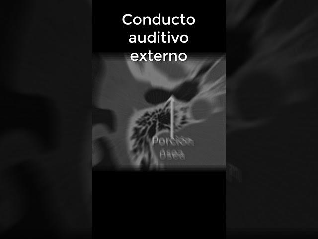 Conducto AUDITIVO EXTERNO  en TOMOGRAFÍA