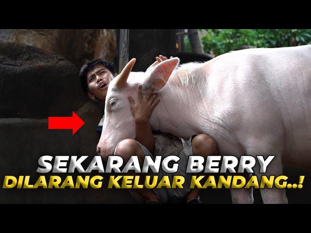 MINTA MAAF KE BELLA BERRY KARNA HARUS DIKURUNG DULU...