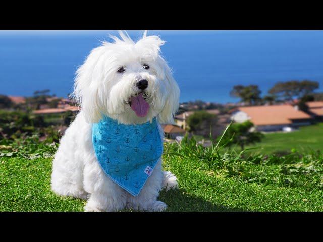 White Noise to Stop Barking Dog   Sound Machine for Dog Anxiety  10 Hours