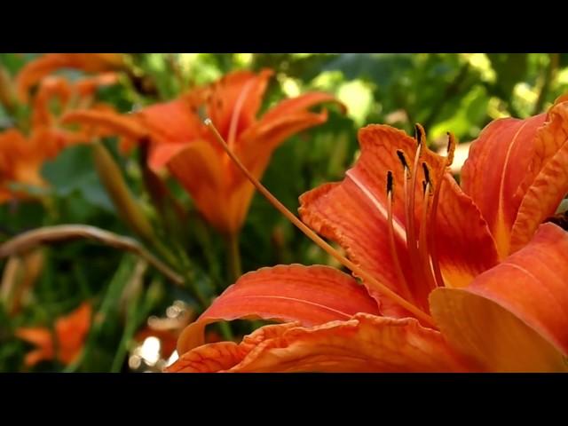 Flower #18 Free HD Video Background