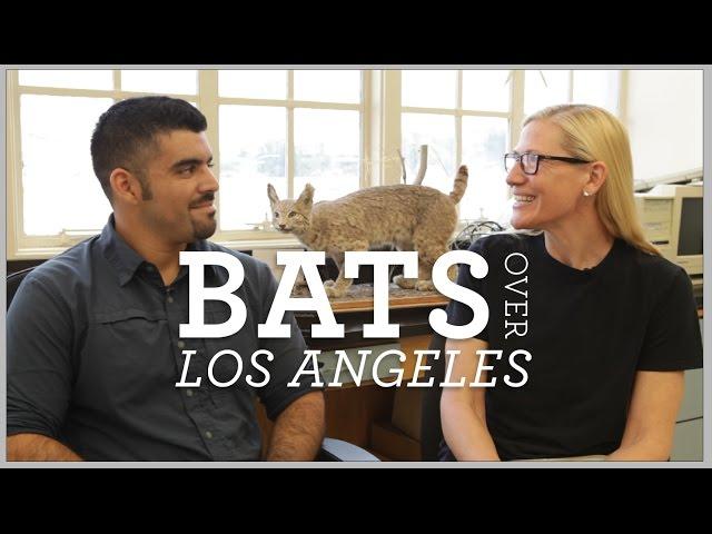 The Curiosity Show Episode 7:  Bats over Los Angeles with Miguel Ordeñana