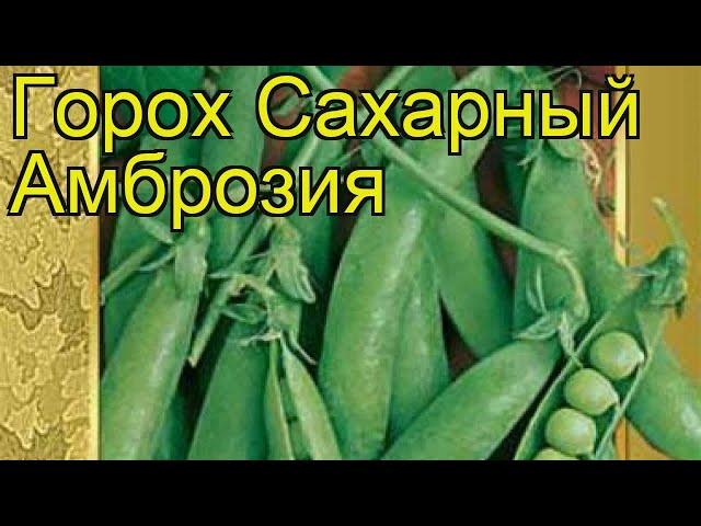 Горох сахарный Амброзия. Краткий обзор, описание характеристик, где купить семена