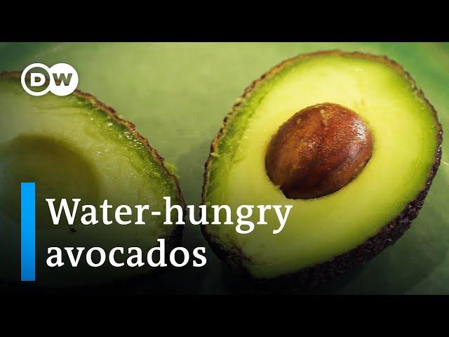 Portugal's avocados: Green gold or ecological nightmare? | DW Documentary