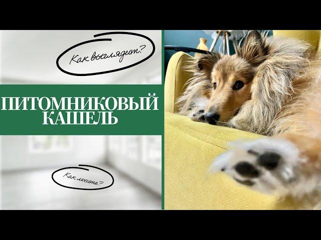 Питомниковый кашель у собак  | Как выглядит и чем лечить