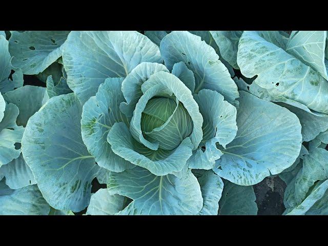 How to feed cabbage in August to form a head of cabbage