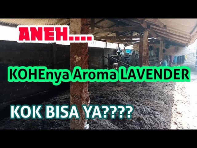 Kandang Menyatu Dengan Rumah, Tapi Tidak Bau. Apa Rahasianya????