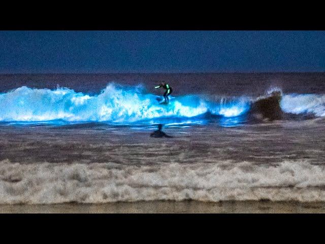 Unbelievable Bioluminescent Beach, California