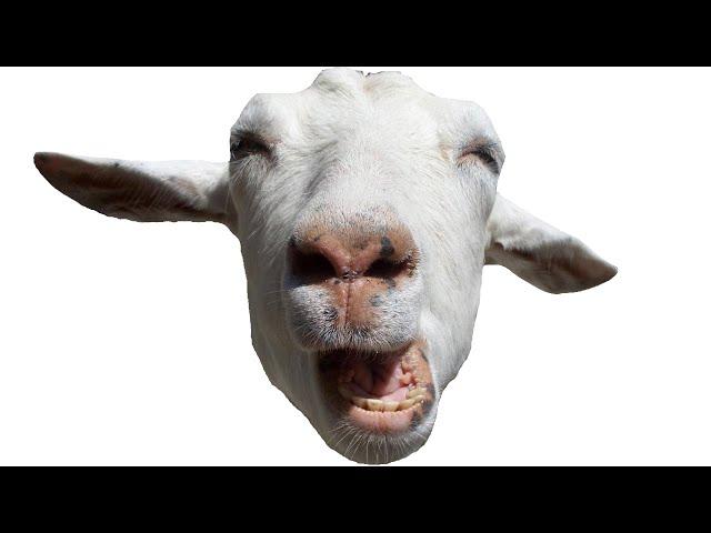 How Goats Sound Compared To Other Animals || CopyCatChannel