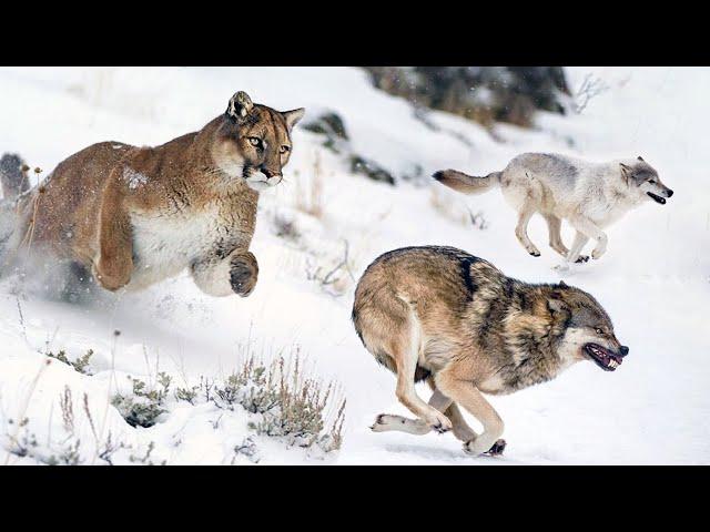 The cat that even WOLVES run from! Cougar is an expert in Attack and Defense!