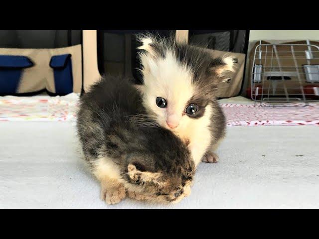 2 Kittens Were In Rough Shape, Turned To Super Cute And Adorable