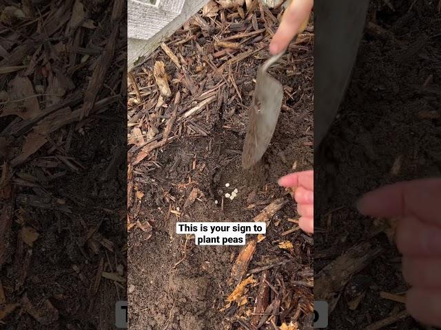 Start of the veggie garden  #plantwithme #veggiegarden #peas #gardenwithme #spring #garden #shorts