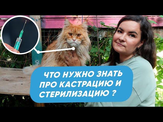 Кастрация и стерилизация кошек. Как подготовить питомца? Когда лучше проводить операцию?