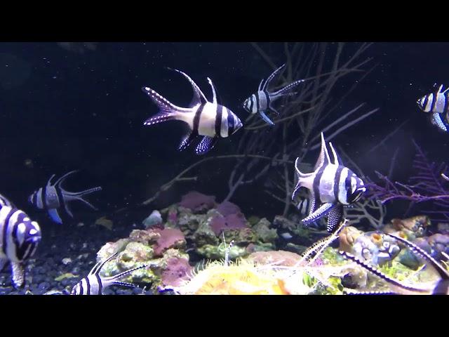 Cardinal reef fish schooling in a display tank