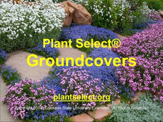 Plant Select Groundcovers with Pat Hayward