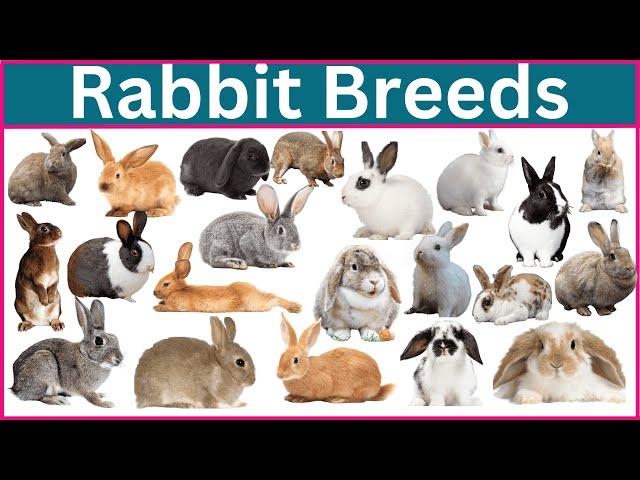 Discover the Best Rabbit Breeds for Your Lifestyle