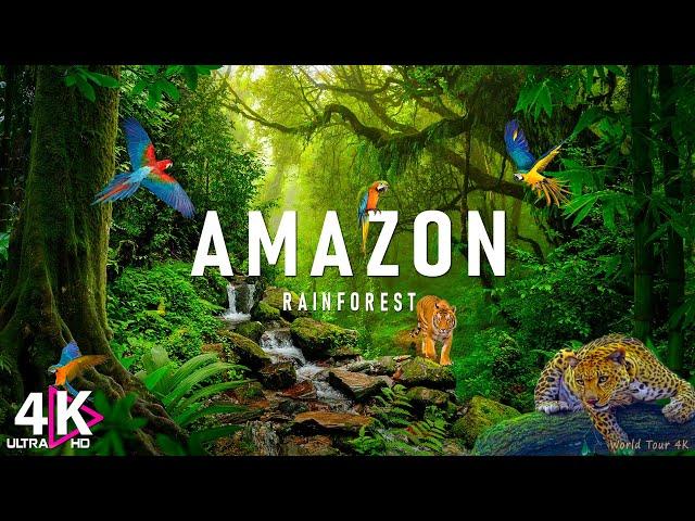 AMAZON Wildlife 4K • Rainforest Relaxation Film - Nature Video UltraHD