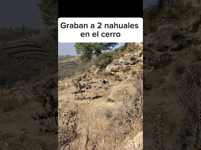 JOVEN GRABO A 2 NAHUALES REALES EN EL CERRO |Exploración Urbana