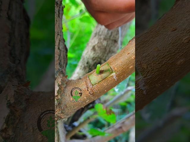 Grafting and budding fruit plants #satisfying