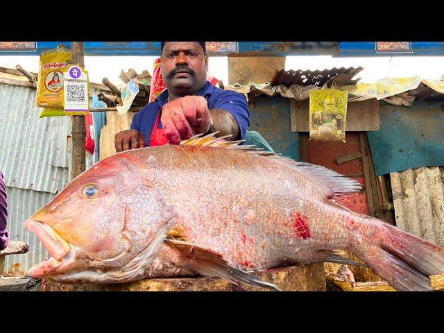 KASIMEDU  SPEED SELVAM | BIG KORALI FISH CUTTING VIDEO | IN KASIMEDU | FF CUTTING 