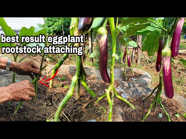 Many rootstock attaching best result our eggplant/ tutorial &tips Gha Agri Tv