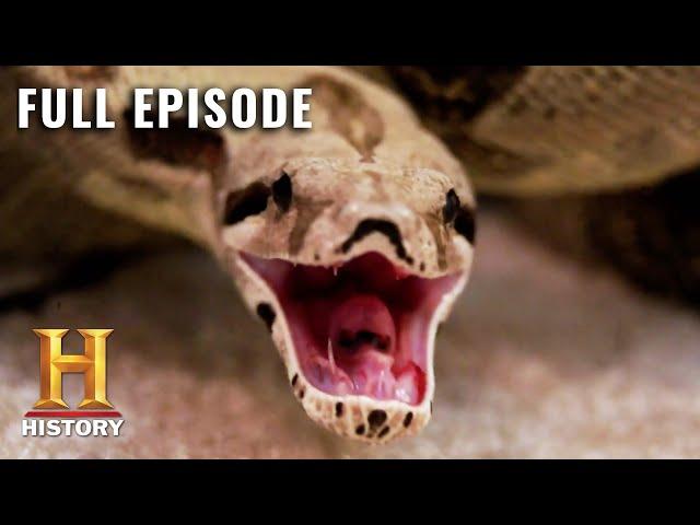 Rise of the Super Snakes | Swamp People: Serpent Invasion (S1, E4) | Full Episode | History