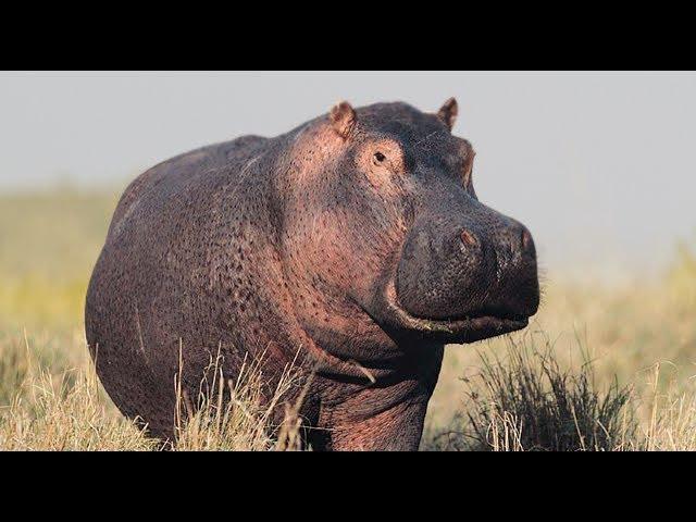 Hippo Voices / Hippo Sound Effect