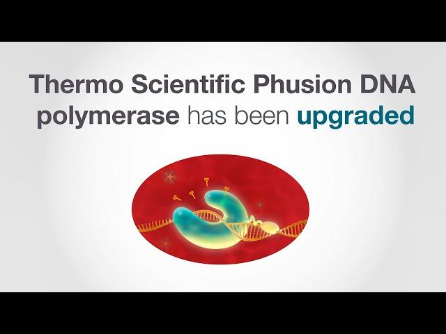 Phusion Plus DNA Polymerase