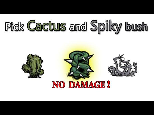 How to pick cactus and spiky bush without damage ?